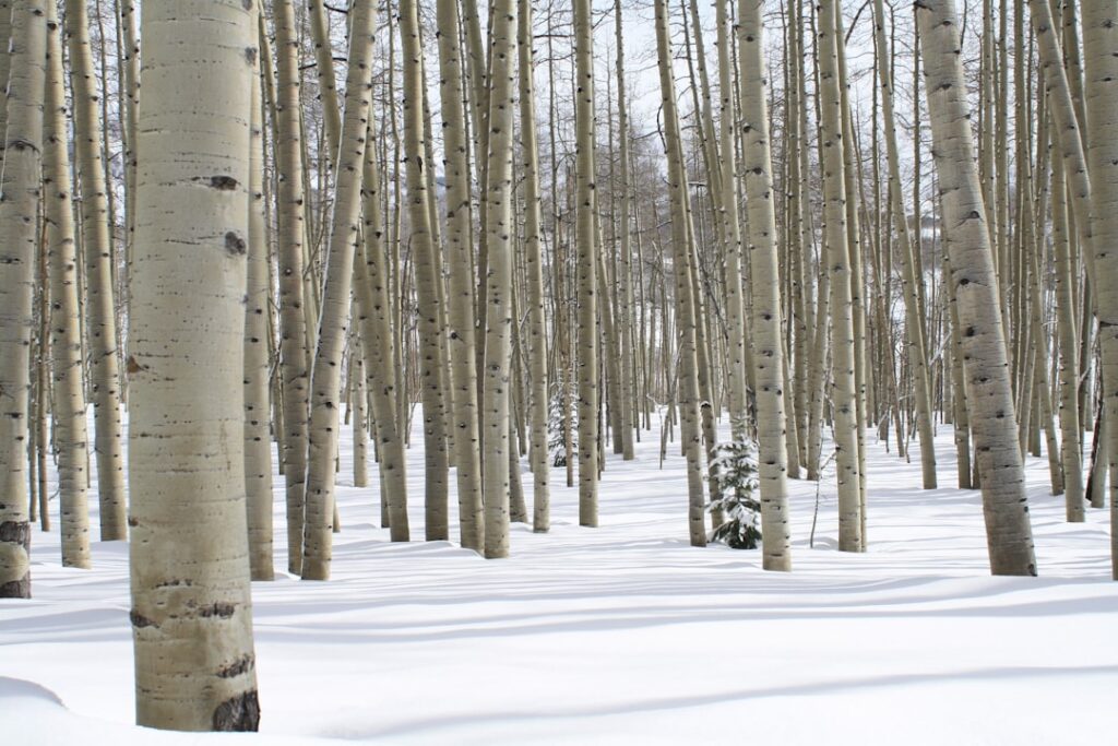 Photo Birch tree